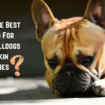 Best Dog Food For French Bulldogs With Skin Allergies