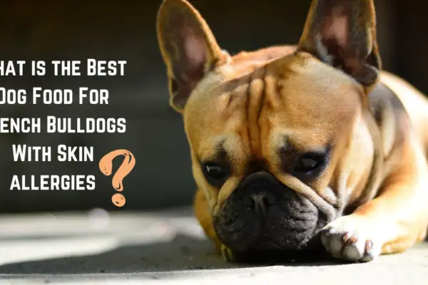 Best Dog Food For French Bulldogs With Skin Allergies