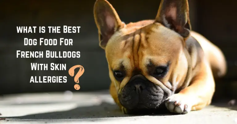 5 Dog Food For French Bulldogs With Skin Allergies