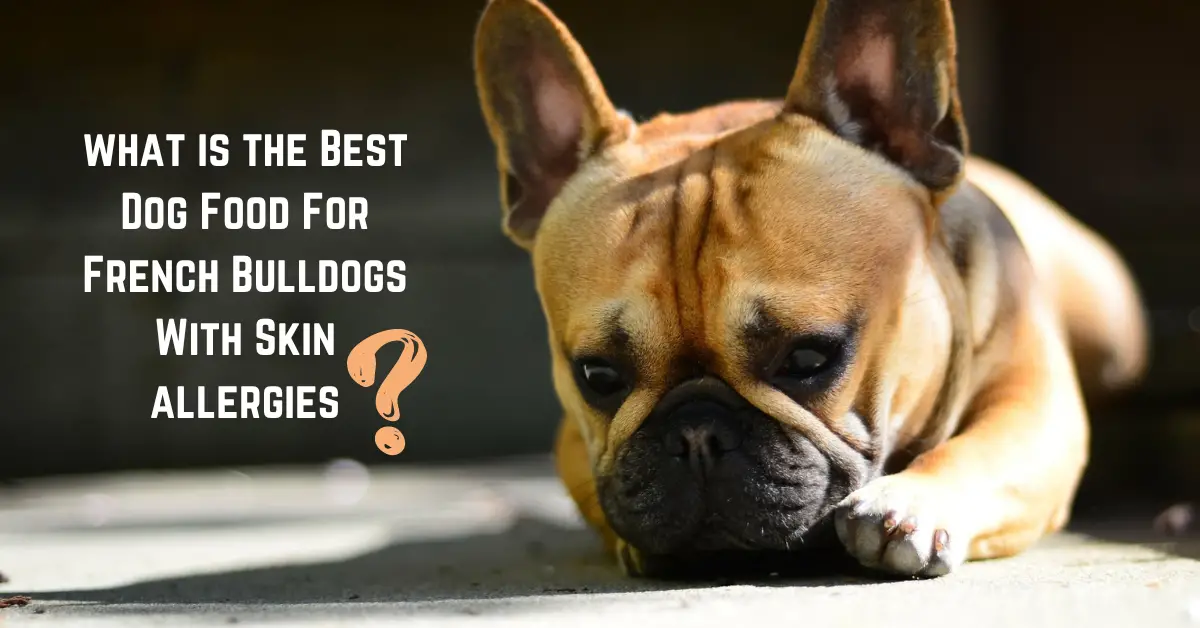 Best Dog Food For French Bulldogs With Skin Allergies