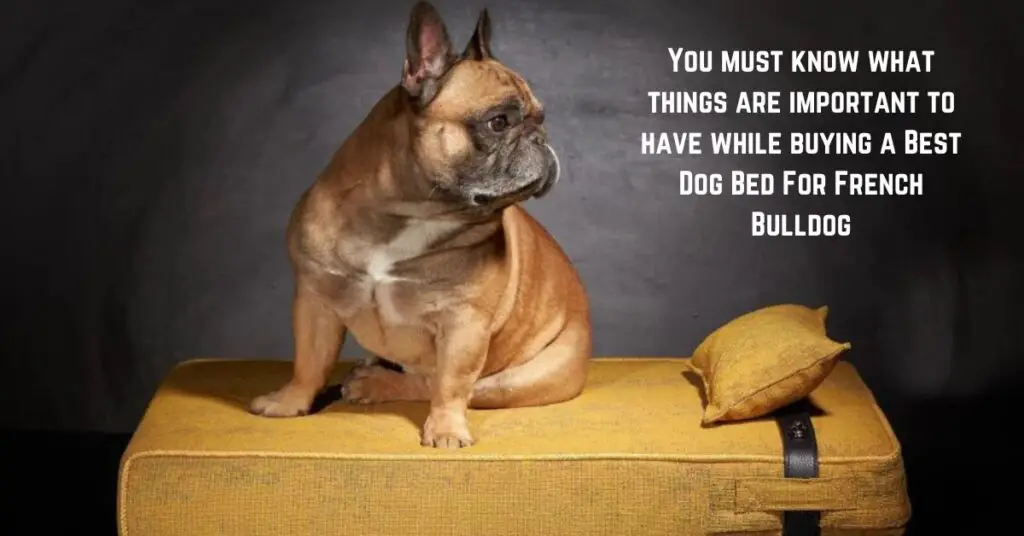 Best Dog Bed For French Bulldog