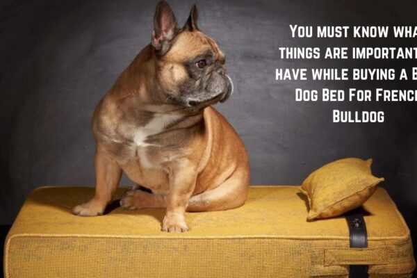 Best Dog Bed For French Bulldog