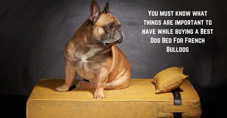 10 Dog Bed For French Bulldog In 2024